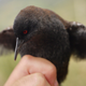 Un rasconcillo de Tristan da Cunha. Estos pájaros solo viven en la Isla Inaccesible. Imagen: Martim Melo